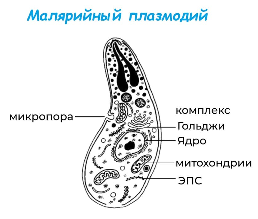 Строение малярийного плазмодия для ЕГЭ от ГДЗответ.ру
