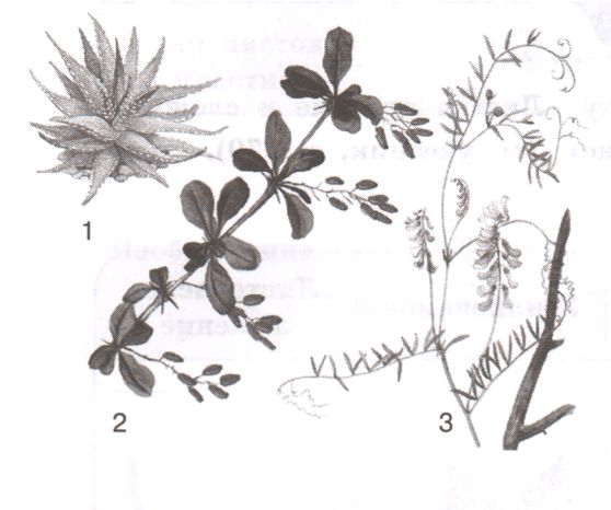 На рисунке 1 изображено растение и внутреннее. Колючки барбариса это видоизмененные листья. Барбарис видоизменение листьев. Рисунок усиков растений. Усики гороха рисунок.