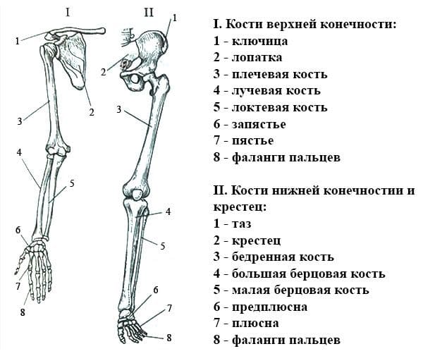 ГДЗ ответы по Биологии за 8 класс, рабочая тетрадь (Линия Жизни) Пасечник
