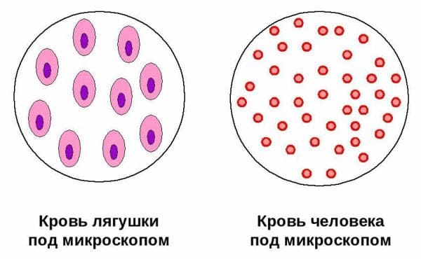 ГДЗ ответы по Биологии за 8 класс, рабочая тетрадь (Линия Жизни) Пасечник