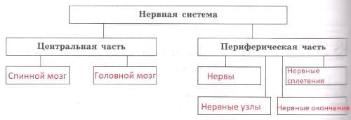ГДЗ ответы по Биологии за 8 класс, рабочая тетрадь (Линия Жизни) Пасечник