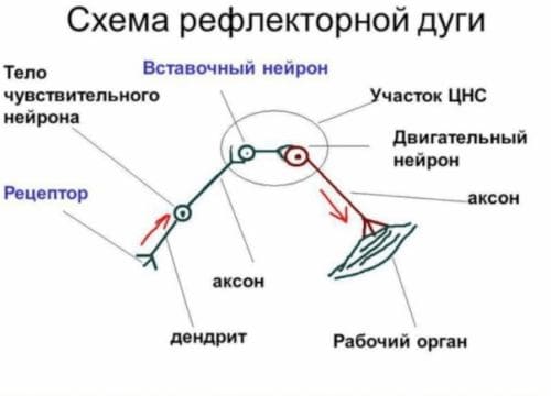 ГДЗ ответы по Биологии за 8 класс, рабочая тетрадь (Линия Жизни) Пасечник
