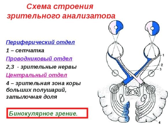 ГДЗ ответы по Биологии за 8 класс, рабочая тетрадь (Линия Жизни) Пасечник