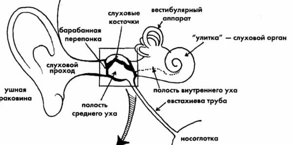 ГДЗ ответы по Биологии за 8 класс, рабочая тетрадь (Линия Жизни) Пасечник
