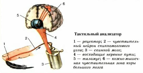 ГДЗ ответы по Биологии за 8 класс, рабочая тетрадь (Линия Жизни) Пасечник