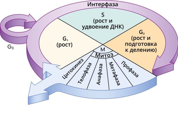 ГДЗ по Биологии за 9 класс, рабочая тетрадь (Линия Жизни), Пасечник