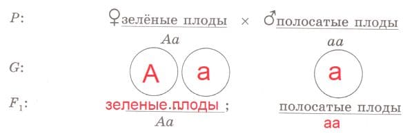 ГДЗ по Биологии за 9 класс, рабочая тетрадь (Линия Жизни), Пасечник