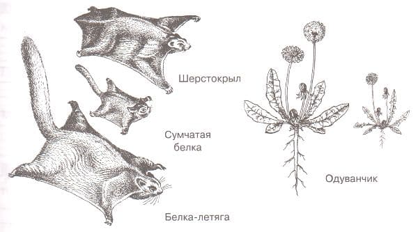 ГДЗ по Биологии за 9 класс, рабочая тетрадь (Линия Жизни), Пасечник