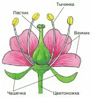ГДЗ по Биологии за 9 класс, рабочая тетрадь (Линия Жизни), Пасечник