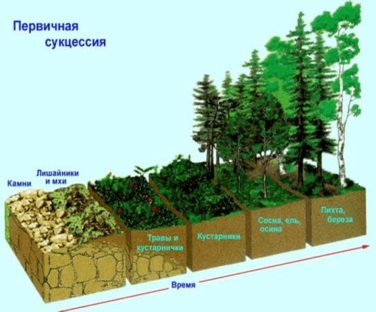 ГДЗ по Биологии за 9 класс, рабочая тетрадь (Линия Жизни), Пасечник