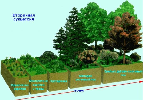 ГДЗ по Биологии за 9 класс, рабочая тетрадь (Линия Жизни), Пасечник