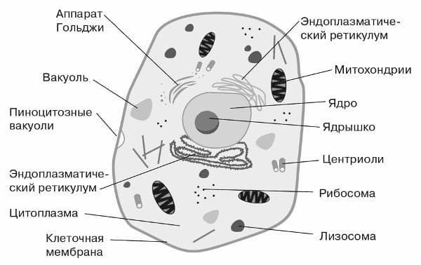 ГДЗ по Биологии за 9 класс, рабочая тетрадь (Линия Жизни), Пасечник