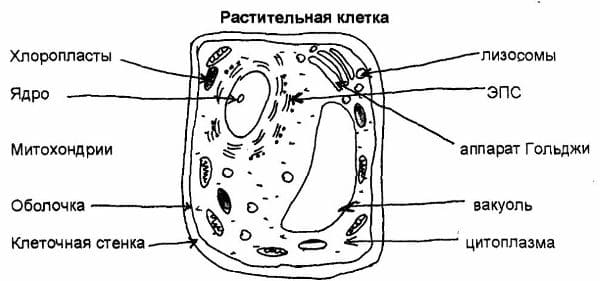 ГДЗ по Биологии за 9 класс, рабочая тетрадь (Линия Жизни), Пасечник
