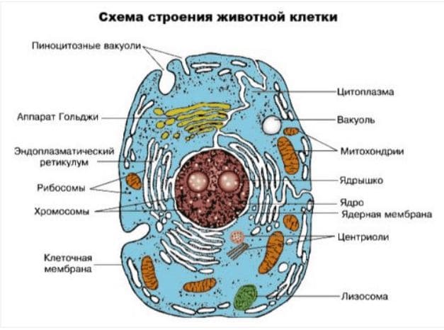 ГДЗ по Биологии за 9 класс, рабочая тетрадь (Линия Жизни), Пасечник