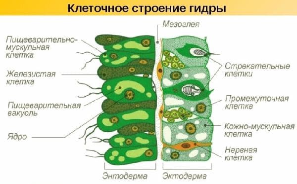 ГДЗ ответы Биология, 7 класс (Линия Жизни) Пасечник, Суматохин, Калинова