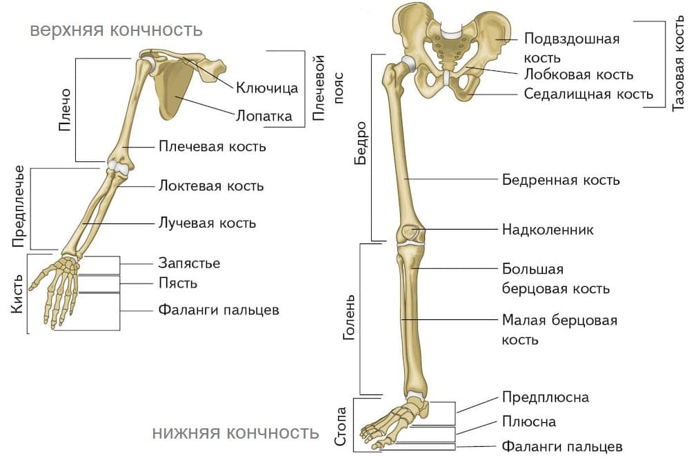 Строение скелета человека ОГЭ и ЕГЭ по биологии