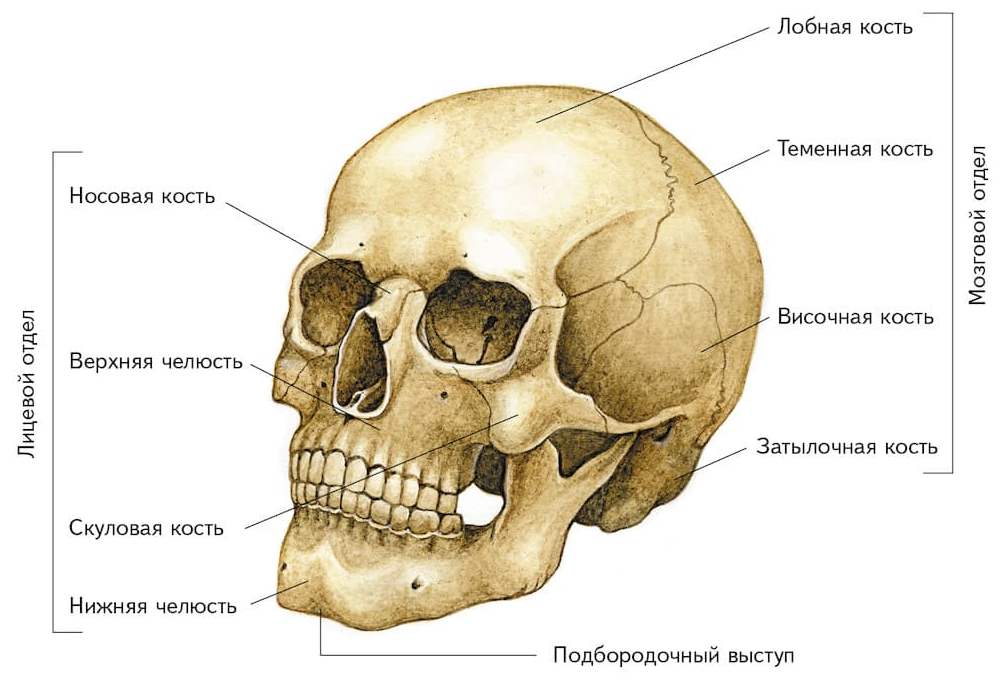 Строение черепа человека к ОГЭ и ЕГЭ по биологии