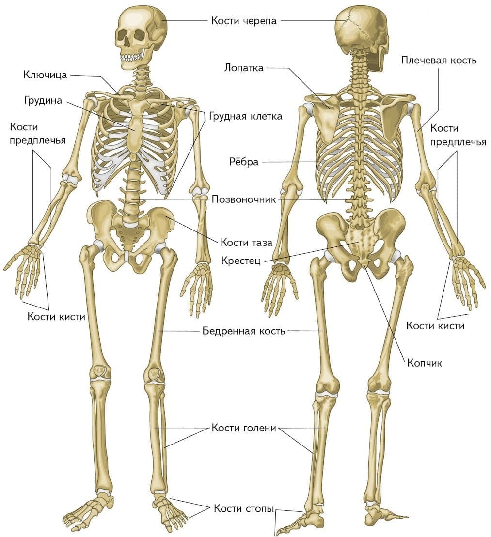 Строение скелета человека ОГЭ и ЕГЭ по биологии
