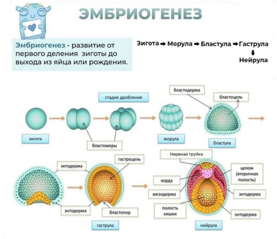Этапы эмбриогенеза для ЕГЭ по биологии