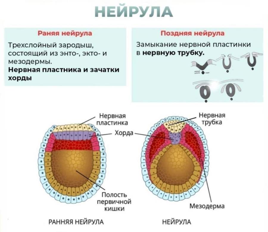 Этапы эмбриогенеза для ЕГЭ по биологии