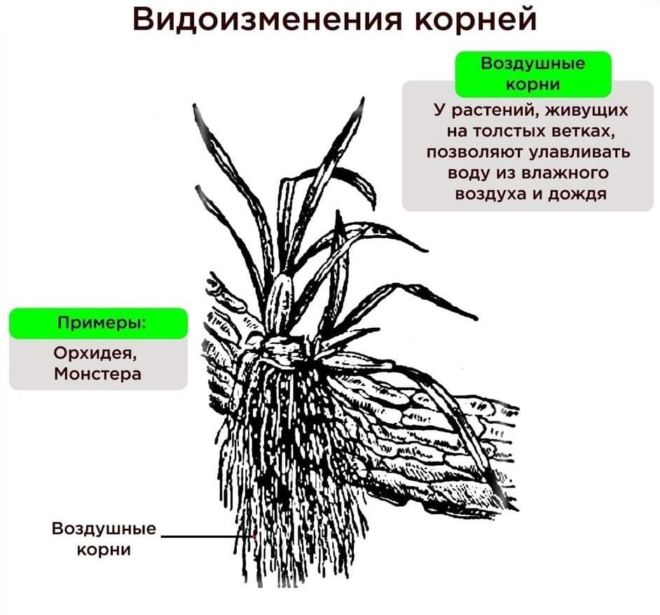 Видоизменение корней для ОГЭ/ЕГЭ по биологии