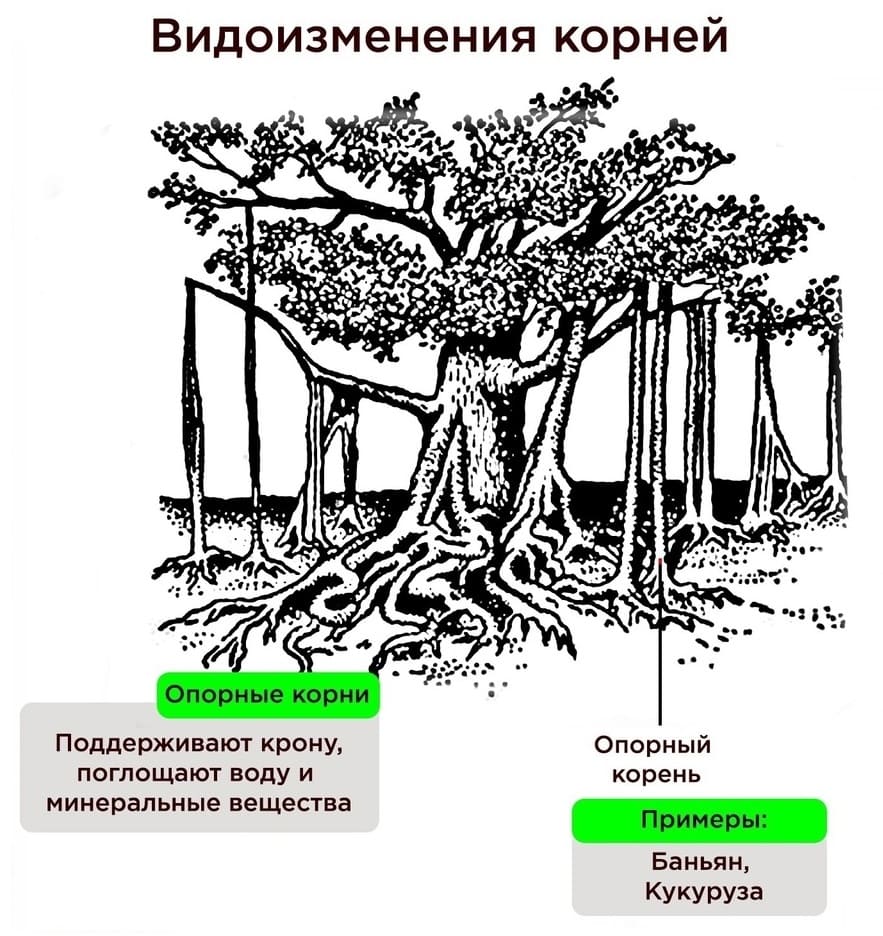 Видоизменение корней для ОГЭ/ЕГЭ по биологии