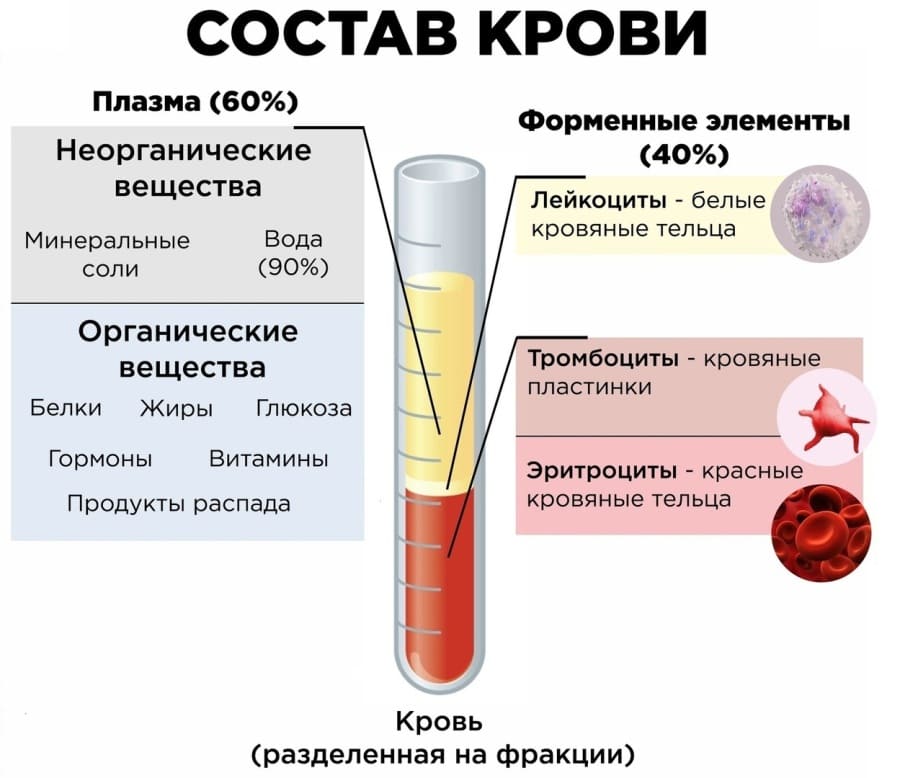 Кровь и сосуды для ЕГЭ по биологии