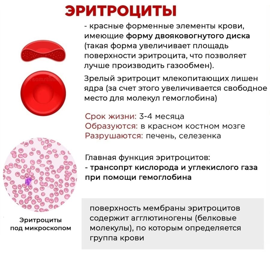 Кровь и сосуды для ЕГЭ по биологии