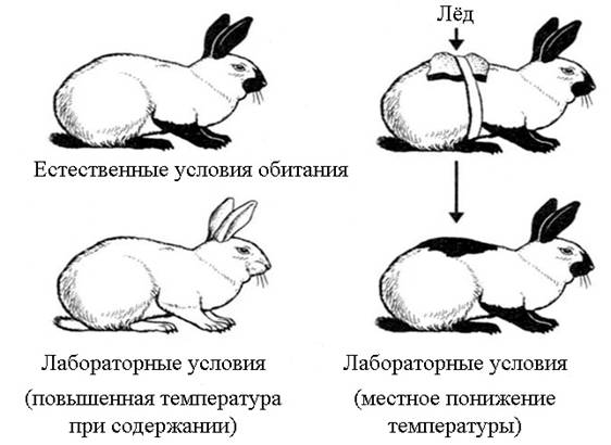 Какое свойство живого иллюстрирует данный рисунок. ОГЭ по биологии кролики общее свойство. Общее свойство живых систем ритмичность. Какое свойство живых систем иллюстрирует данный процесс.