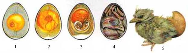 На какой день в яйце цыпленка. Строение яйца и развитие зародыша птицы. Зародыш внутри яйца птиц. Стадии развития эмбриона птицы. Периоды развития эмбриона курицы.