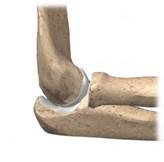 органы человека