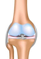 органы человека