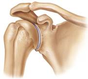 органы человека