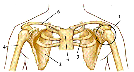 органы человека к ОГЭ по биологии