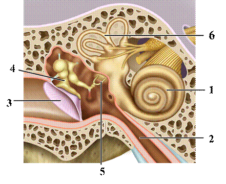 органы человека к ОГЭ по биологии
