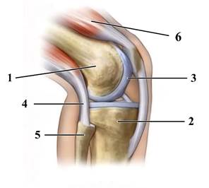 органы человека к ОГЭ по биологии
