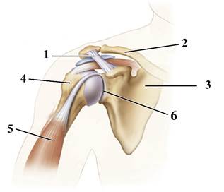 органы человека к ОГЭ по биологии