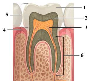 органы человека к ОГЭ по биологии
