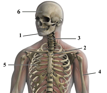 органы человека к ОГЭ по биологии