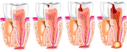 ОГЭ по биологии