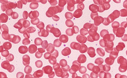 ОГЭ по биологии