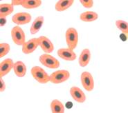 ОГЭ по биологии