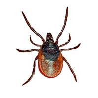 ОГЭ по биологии