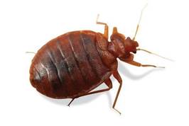 ОГЭ по биологии