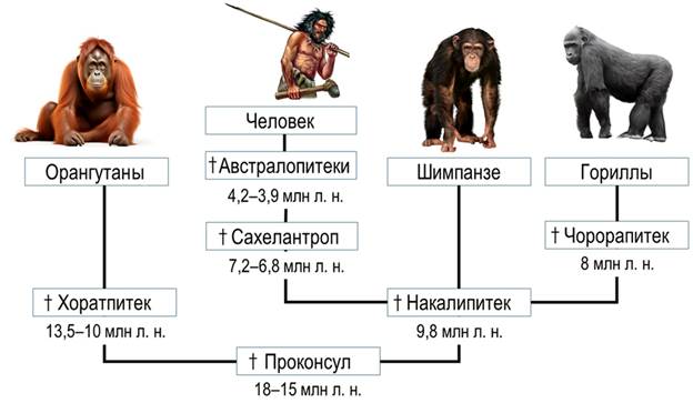 Эволюционное древо непарнокопытных