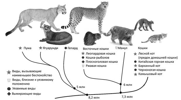 Эволюционное древо непарнокопытных