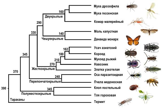 Эволюционное древо непарнокопытных