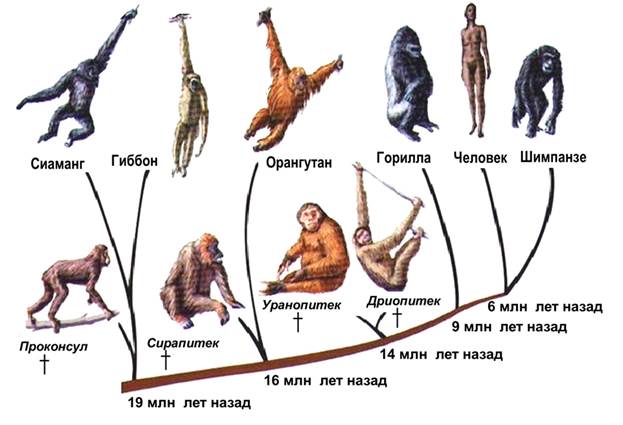 Эволюционное древо непарнокопытных