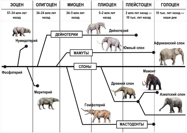 Эволюционное древо непарнокопытных