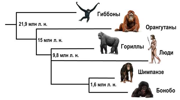 Эволюционное древо непарнокопытных